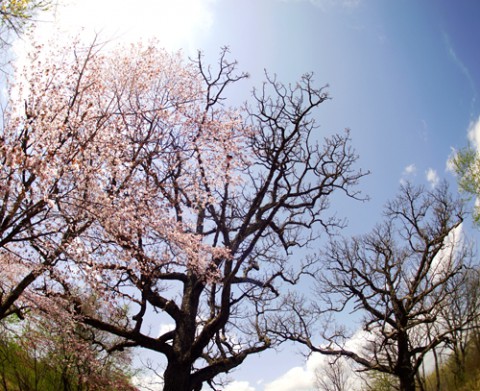 桜撮影の一日　5月5日　こどもの日