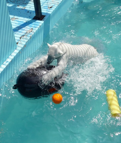 おびひろ動物園　5月6日～今日のアイラ