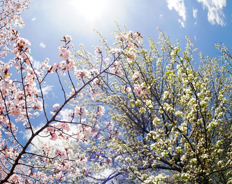 すずらん公園　桜と蝦夷の子林檎の花の競演