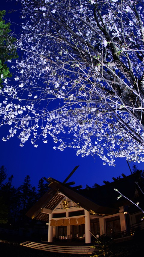 音更神社 夜桜ライトアップ