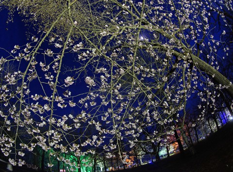 すずらん公園 夜桜ライトアップ 2017