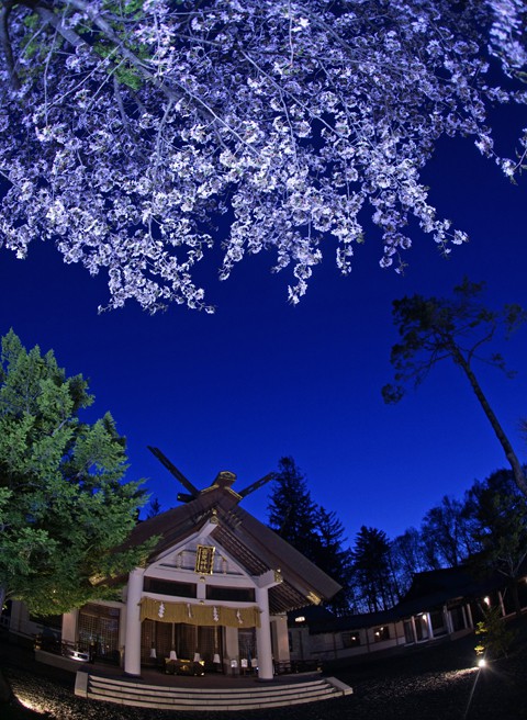 音更神社 夜桜ライトアップ