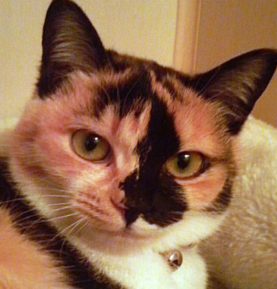 猫の里親さん募集です。