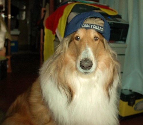 GUARD DOG !!