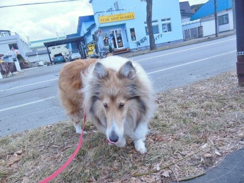 看板犬ビスと、外回りで発見♪