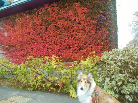 看板犬ビスと紅葉狩り。