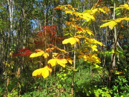 秋真っ只中、紅葉しトンボも赤く