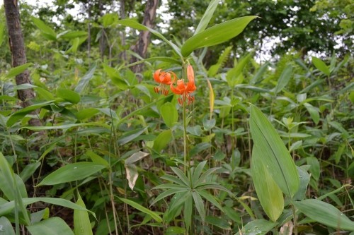 短い夏を大急ぎで咲く花
