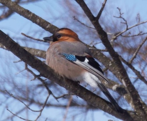 脂身を食べに来たミヤマカケス