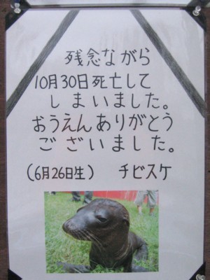 アシカ＝チビスケが　セイカに会いに行った・・・