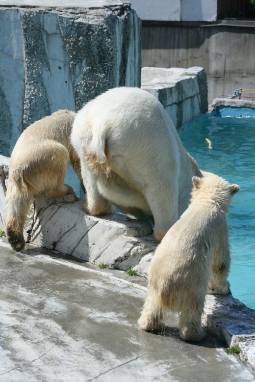 えっ！　イコロとキロル　帯広動物園へ！