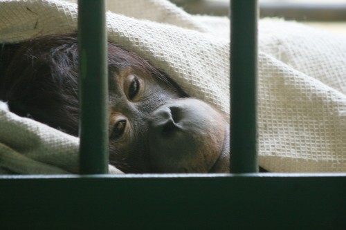 オランウータン レンボー出産! 円山動物園