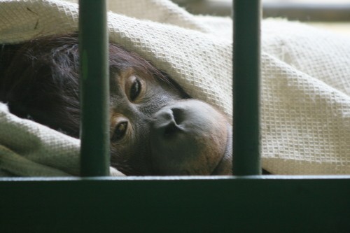 オランウータン　レンボー出産！　円山動物園