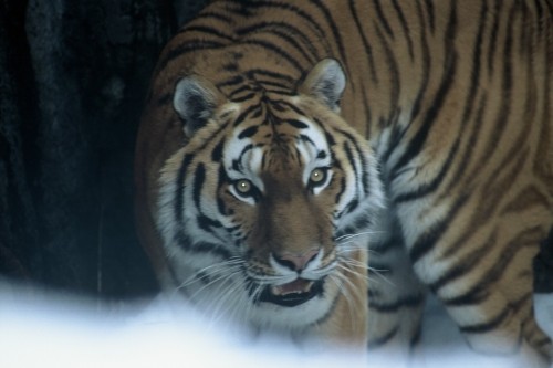 ＴＡＴＳＵＯ　帯広動物園