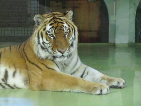 リング 円山動物園 2011.1.21