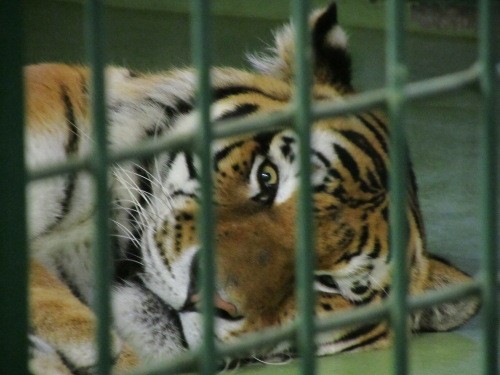春はたいへん 円山動物園