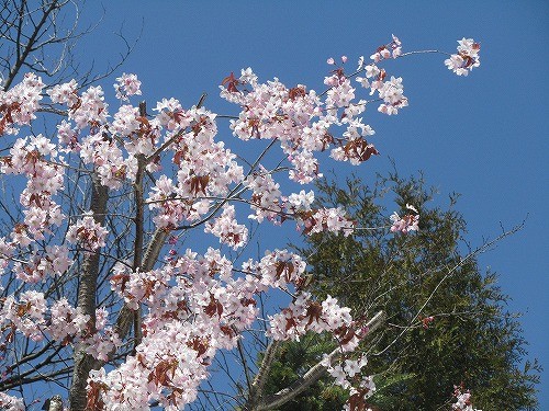 庭の桜　たぶん　エゾヤマザクラ