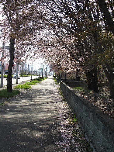 桜のトンネル