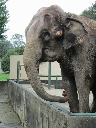 おびひろ動物園 敬老の日イベント