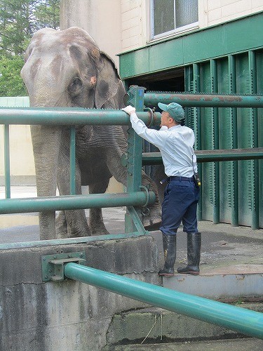 帯広 インドゾウ ナナ えらい・賢い!
