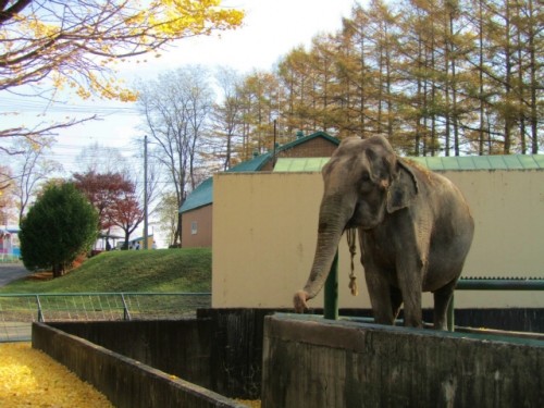 帯広動物園　フィナーレ　11.4