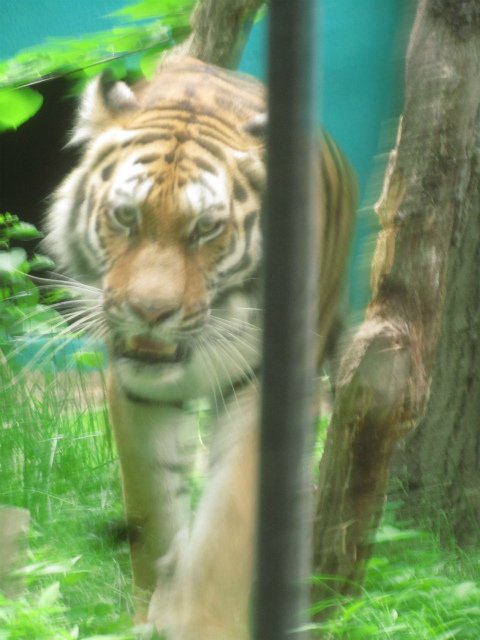 マオ　おびひろ動物園