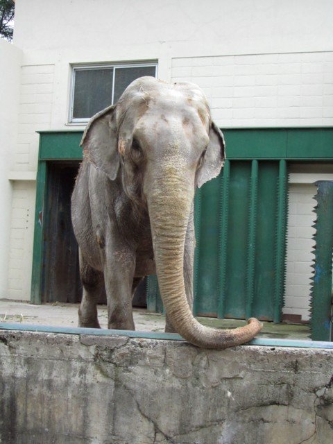 おびひろ動物園　　ナナ