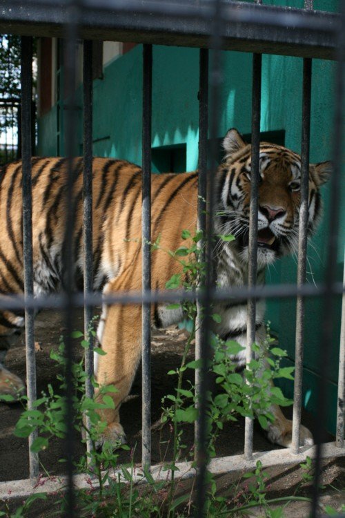 マオ　アムールトラ　おびひろ動物園