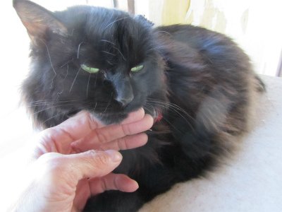 ネコ 黒ネコ 行方不明 マチルダの情報 ください!