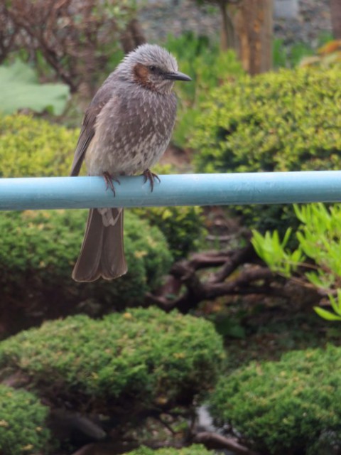 ヒヨドリ　びーびー