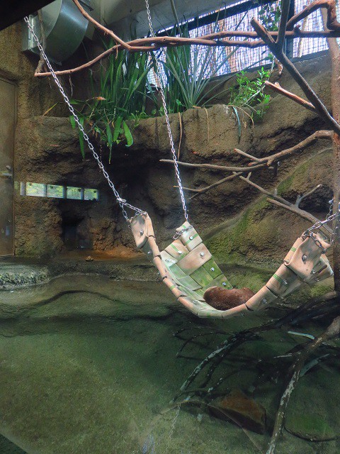 コツメカワウソ　円山動物園