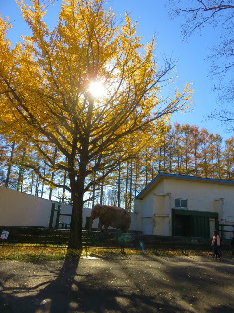 ナナとナナの木　帯広動物園　11.4