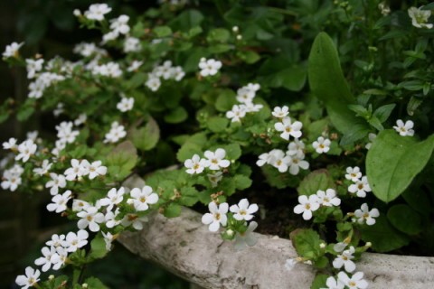 春のお花♪