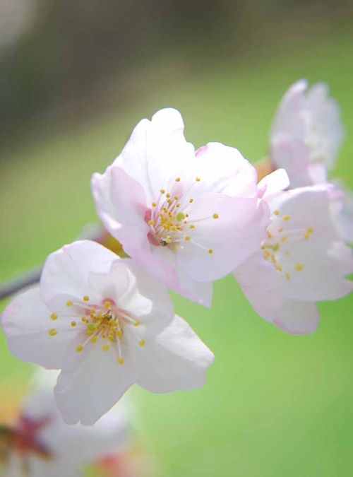 街中探訪隊、春