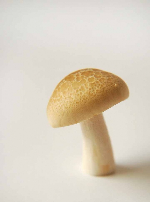 「ぶなしめじ」