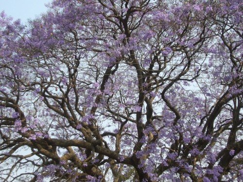 ジャカランダー②