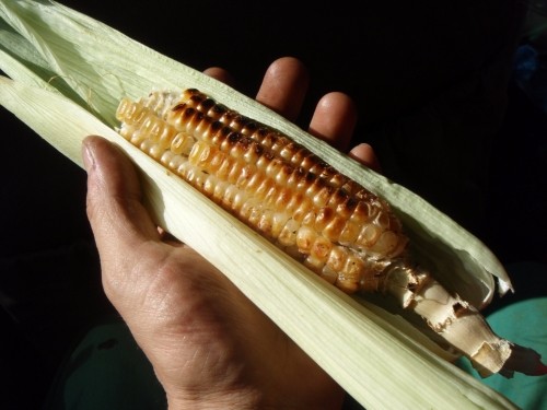 トウモロコシ