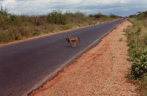 サファリロード