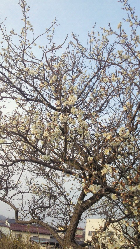 梅は咲いたが、、