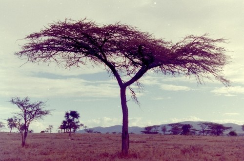 あの木なんの木