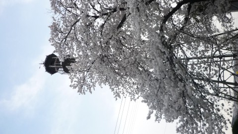飯野の桜