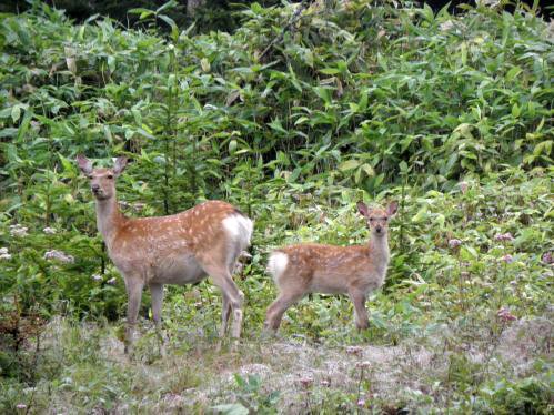 ヒグマ対策でトムラウシの山へ