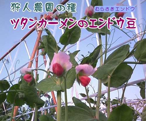 ツタンカーメンのエンドウ豆の種配布します。