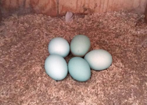 青い卵のアロカーナ孵化始める