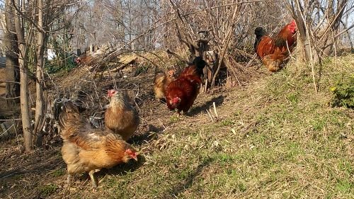狩人農園春のアローカナ種鶏達