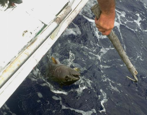 沖縄遠征釣行マグロin久米島