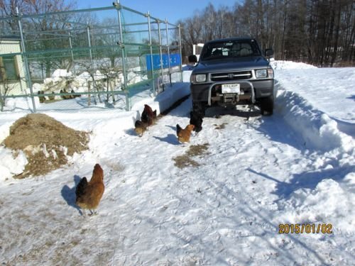 青い卵を産むアローカナ寒中お散歩