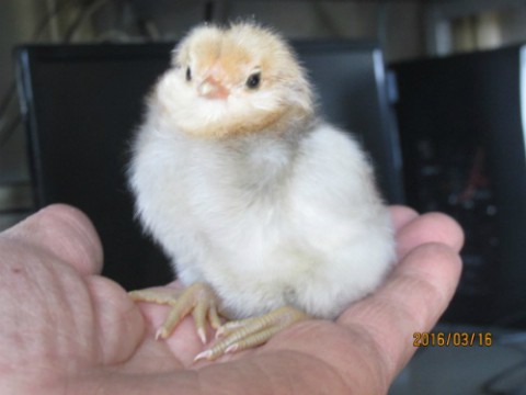 青い卵を産むアローカナ鶏今年のヒナ誕生