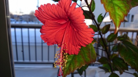 雪国に南国の花咲く