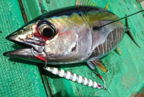 マグロ釣り沖縄県久米島